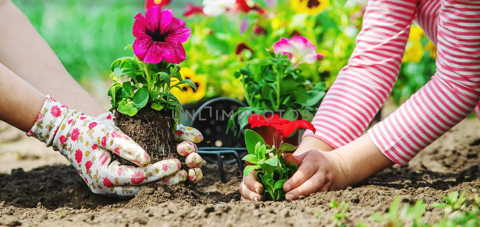 Child and mother plant flowers in the garden. Selective focus. by yanadjana