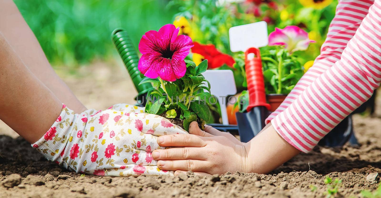 Child and mother plant flowers in the garden. Selective focus. nature.