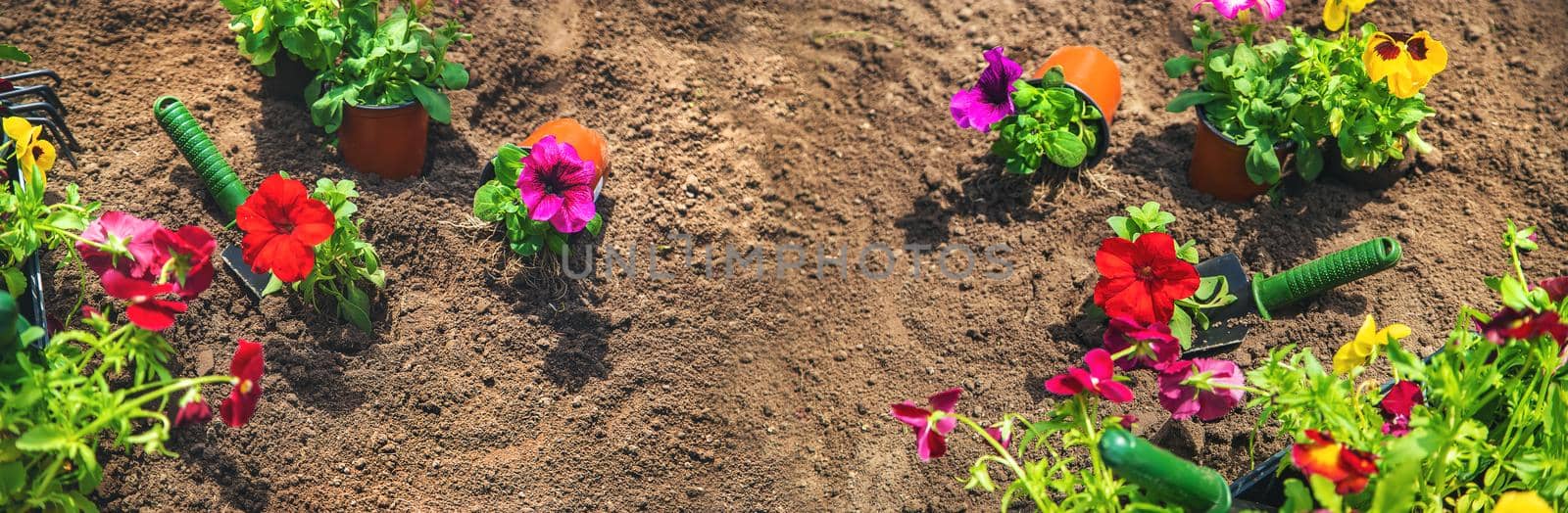 Planting a flower garden, spring summer. Selective focus. by yanadjana