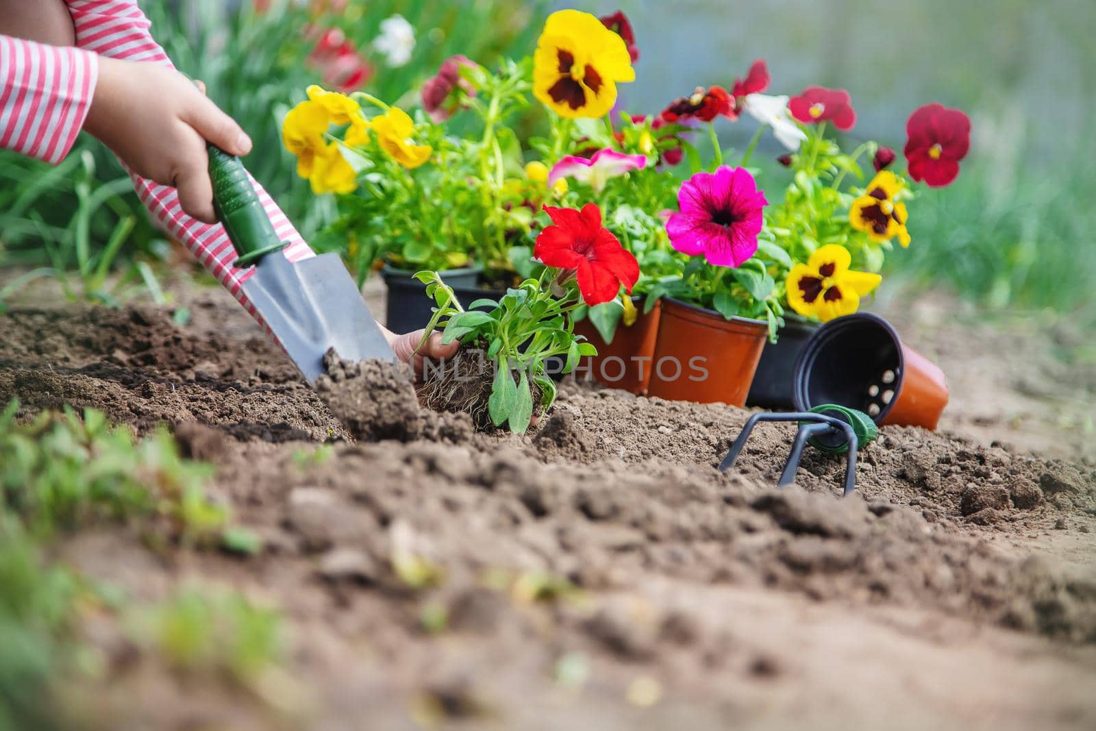 A child plants a flower garden. Selective focus. nature.