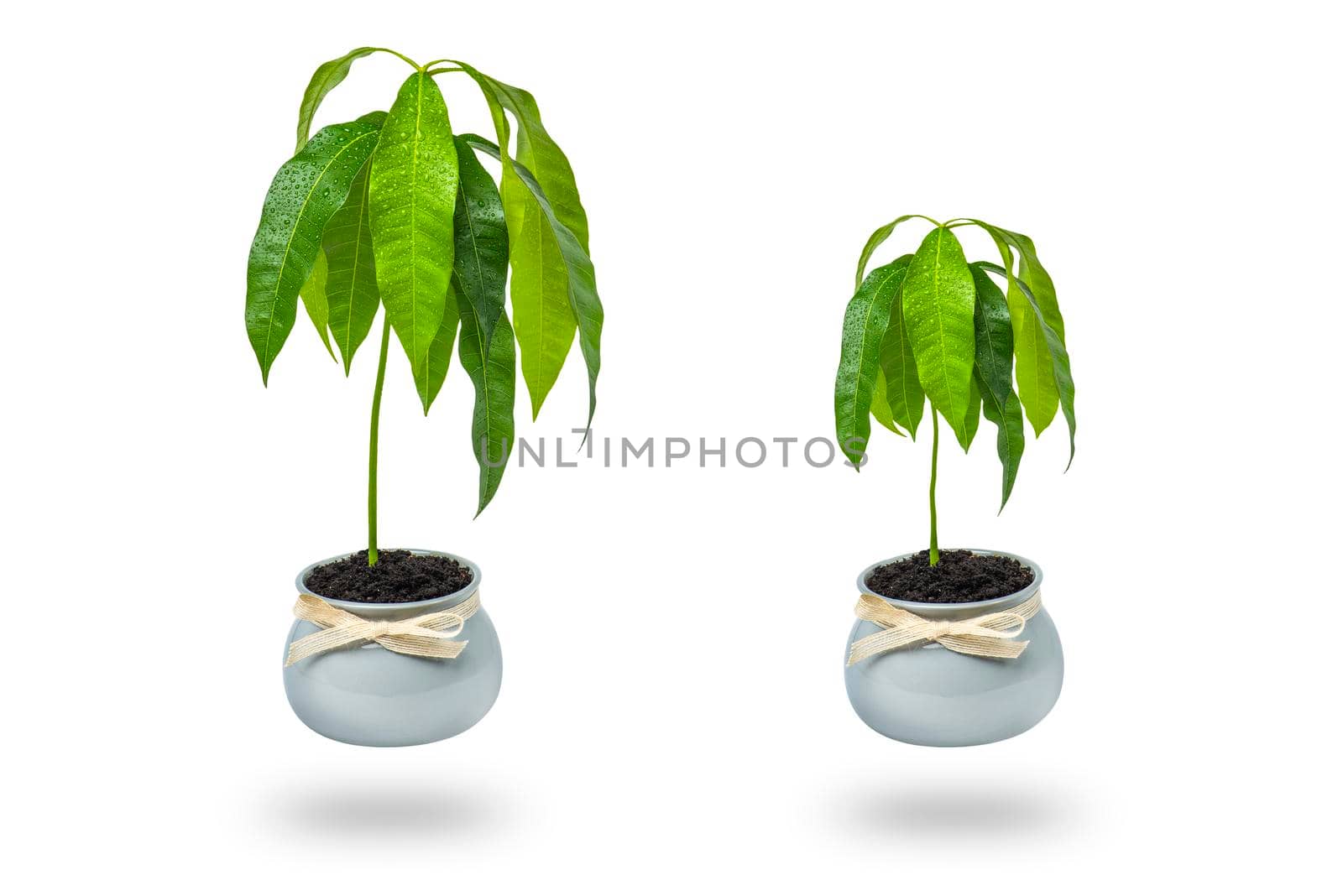 A mango tree grows in a flower pot on a white background. Seedling of exotic fruits in a flower pot at home. Care and cultivation of heat-loving plants.