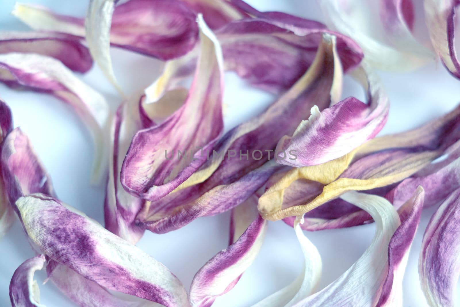 Fallen leaves of tulip buds. The background of nature