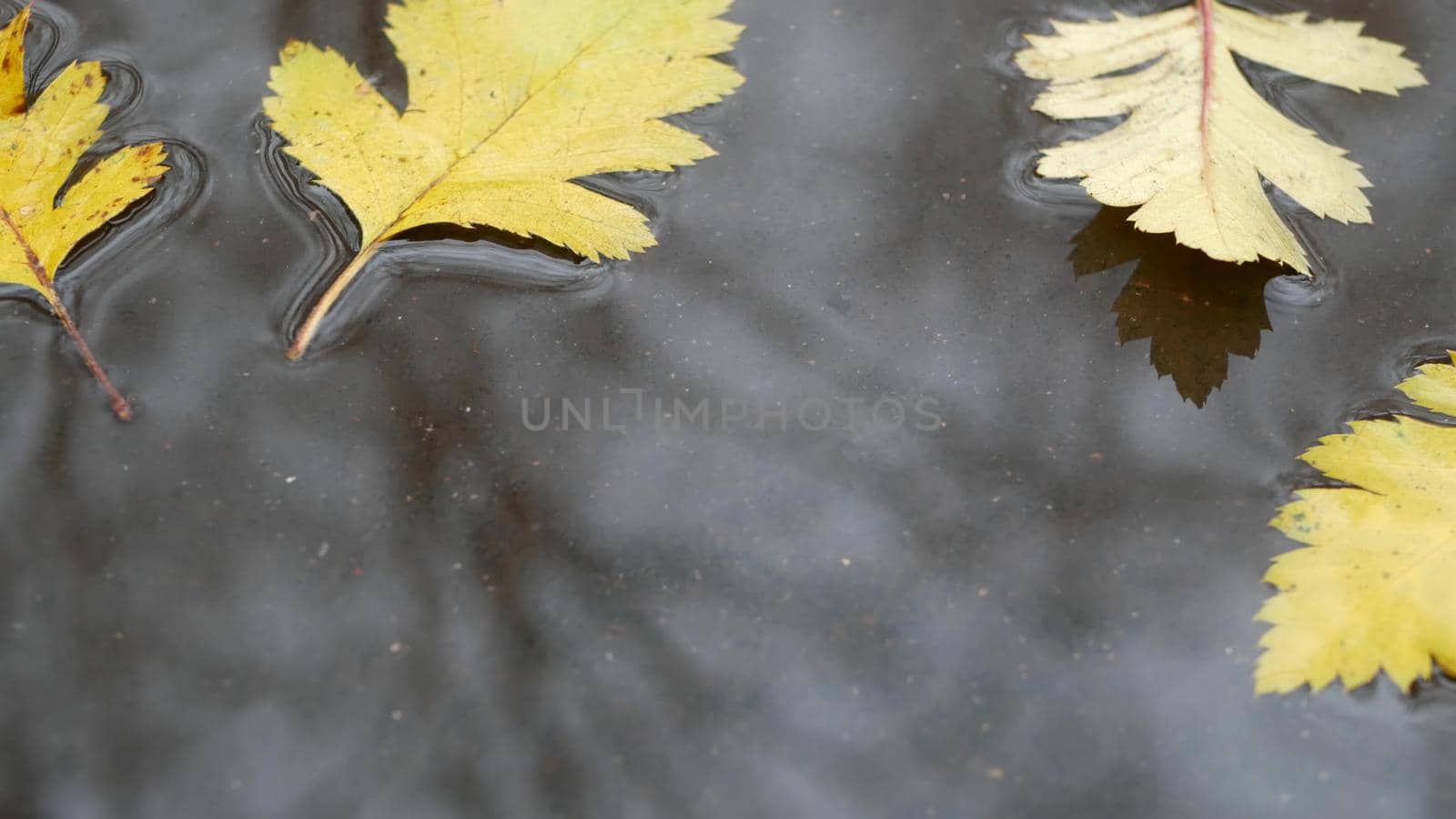 Yellow autumn fallen oak leaves, puddle on grey asphalt. Fall bare leafless tree branches reflection in water. Wet leaf and rain drops close up, waves ripple from raindrop. Gloomy melancholic weather.