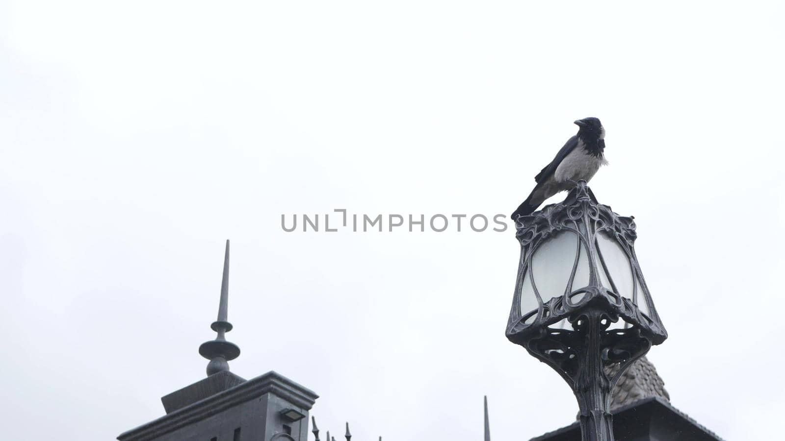 Gothic black raven bird on forged metallic lantern, dramatic dark crow in castle. Corvus in gloomy mystic melancholic atmosphere of autumn or fall. Moody symbol of evil and death. Halloween concept.