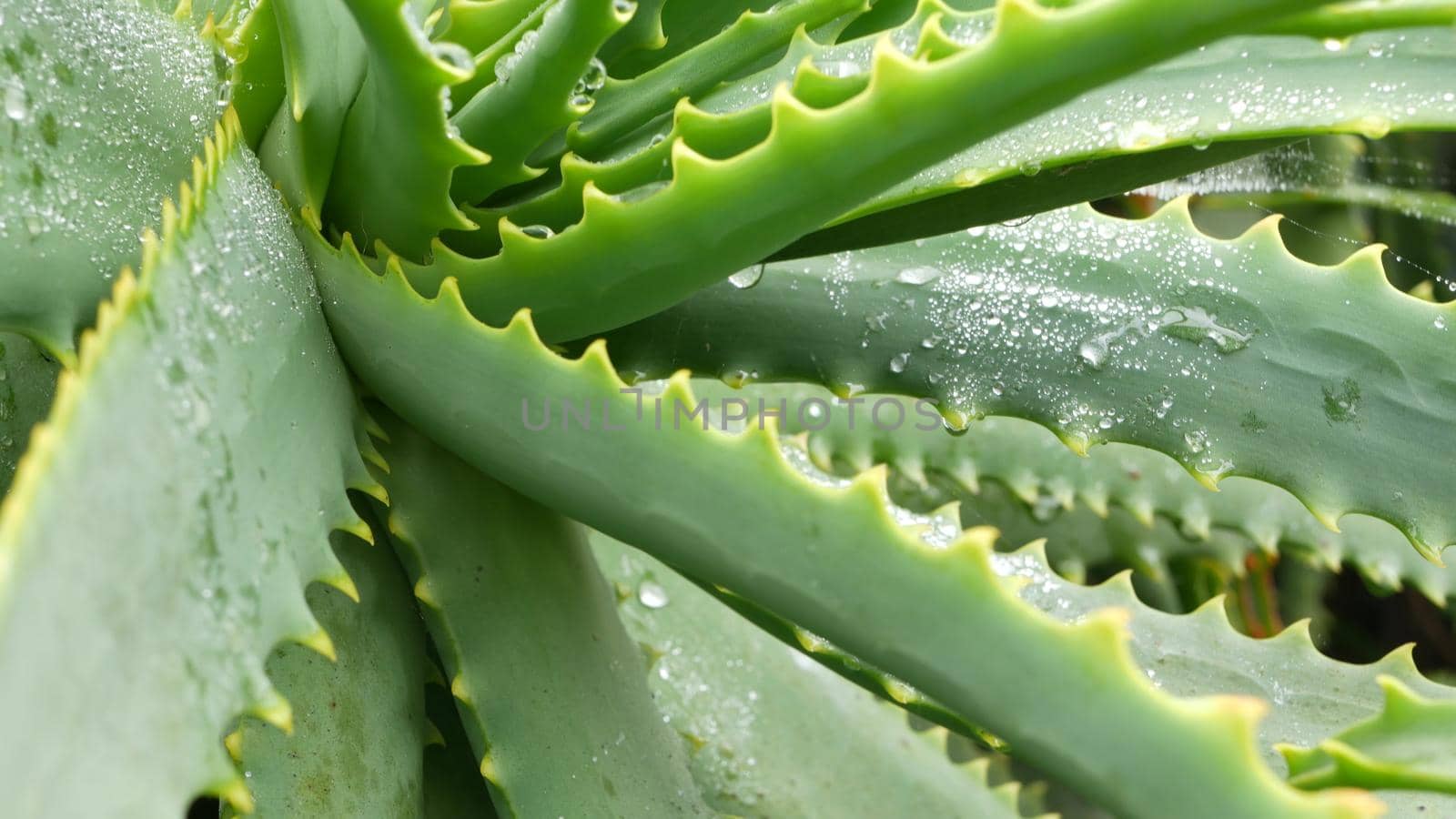 Aloe vera rosette, dew or rain water drops, fresh juicy wet plant, moist leaves, raindrops or droplets. California succulent flora, spring morning. Moisturizing organic cosmetic refreshing ingredient.