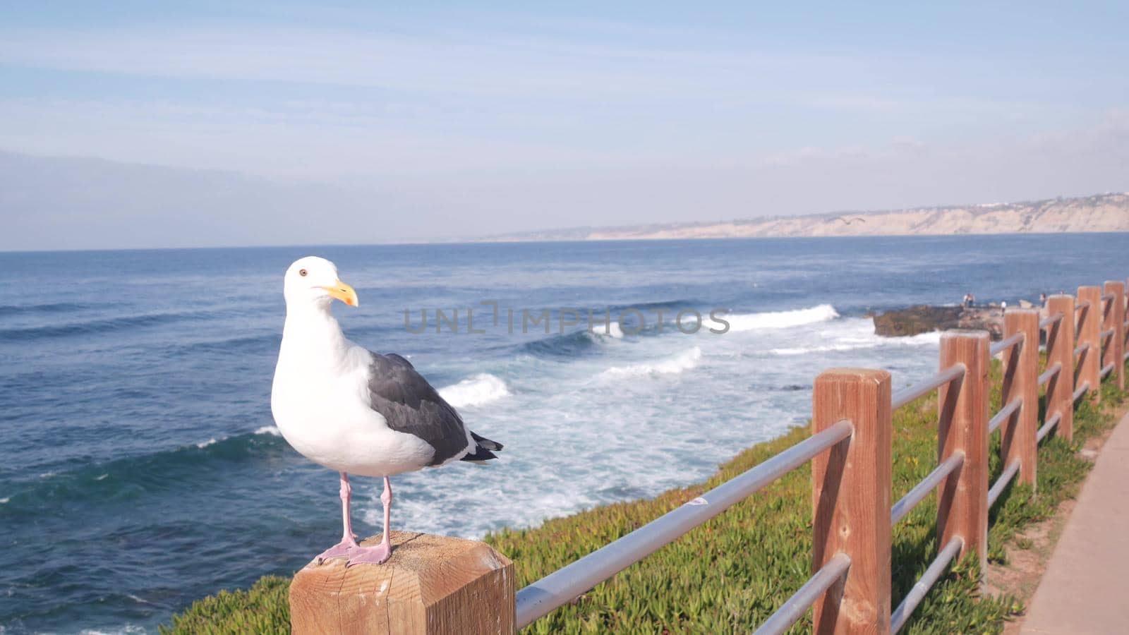 Ocean waves crashing on beach, sea water surface from above, cliff or bluff, La Jolla shore waterfront promenade, California USA. Succulent green ice plant, pacific coast. Seagull bird on railings.
