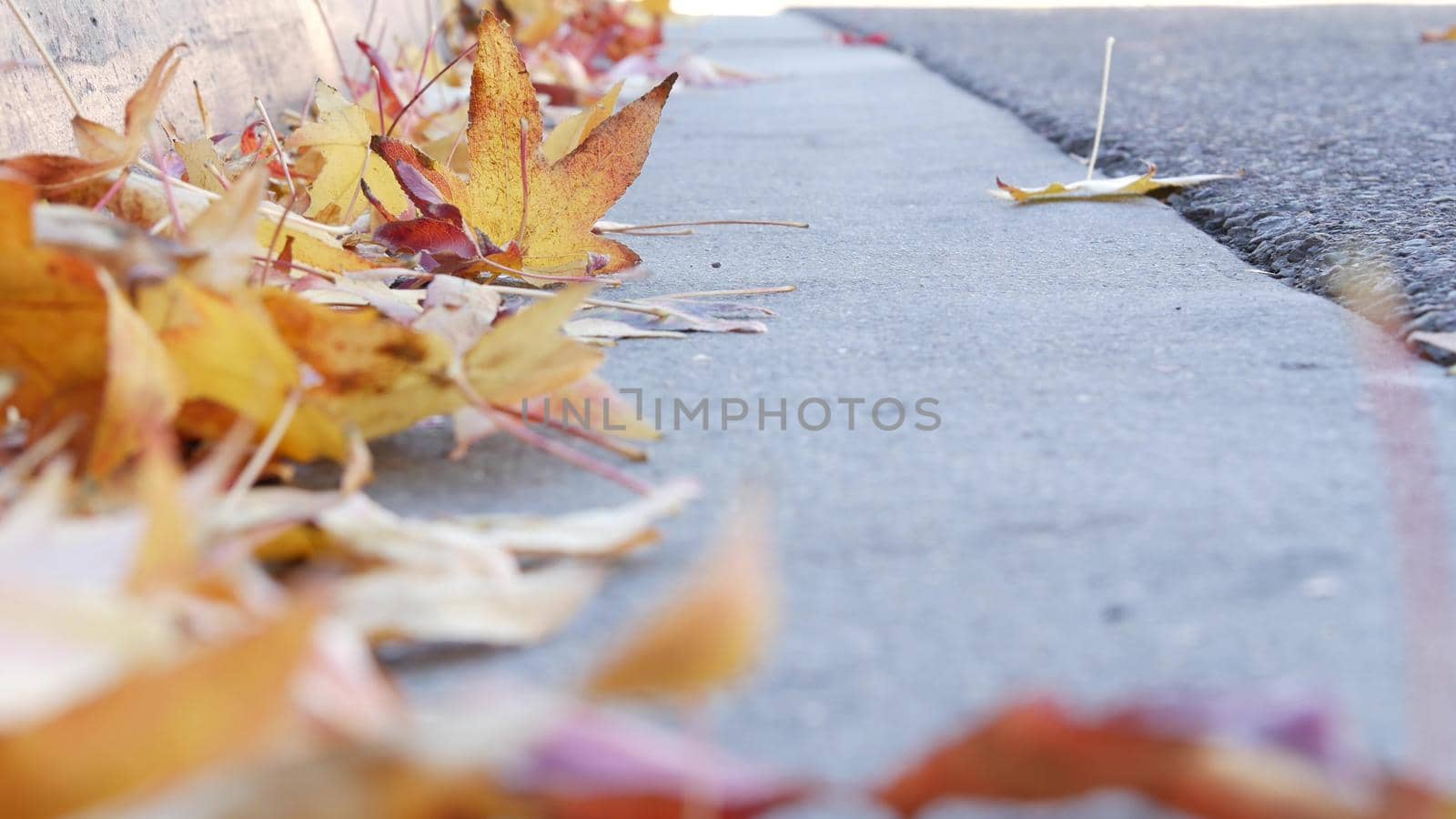 Dry yellow autumn fallen maple leaves on ground of american city street by curb. by DogoraSun