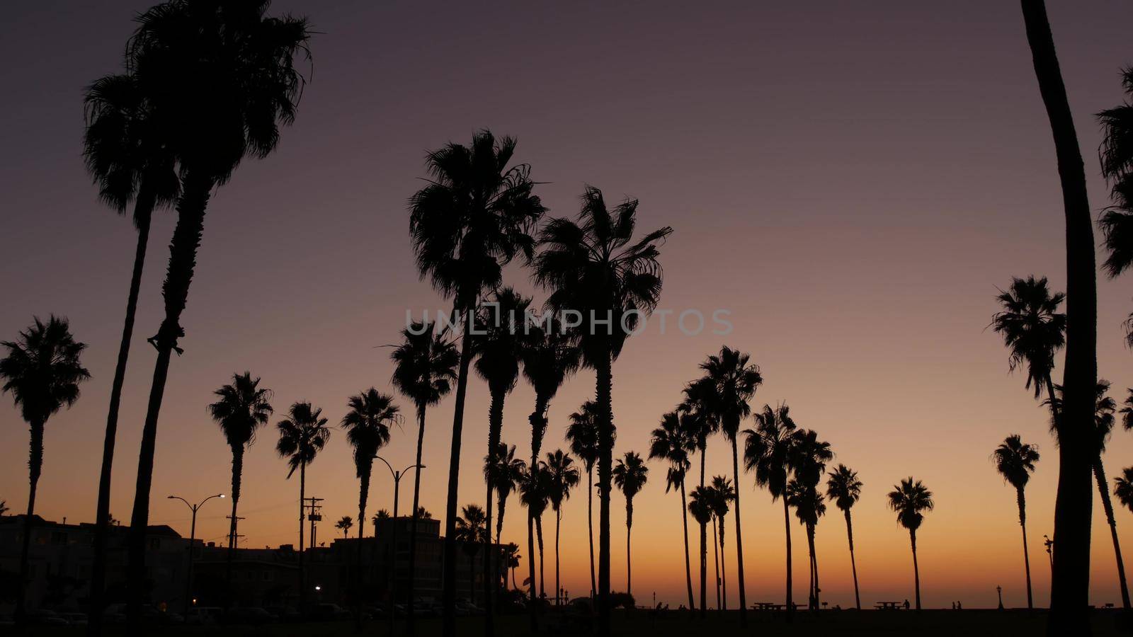 Silhouettes palm trees and people walk on beach at sunset, California coast, USA by DogoraSun