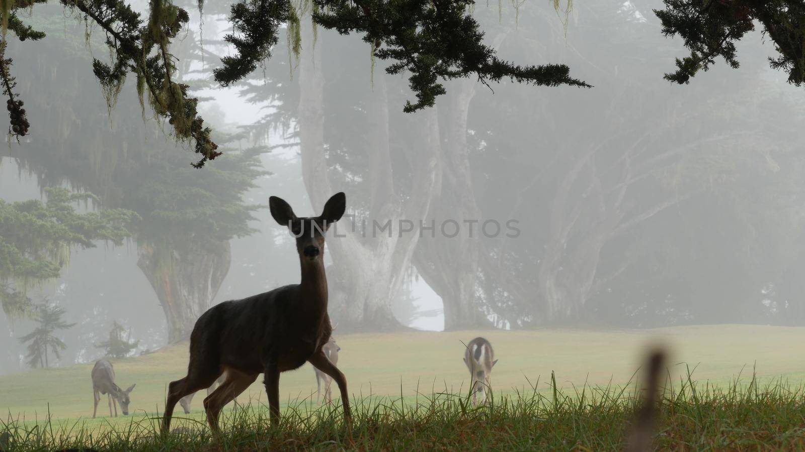 Wild young deer family grazing, green lawn grass, group of animals. Many fawns or calfs in freedom, cypress tree on valley, meadow in foggy forest. Misty weather in Monterey, California wildlife, USA.