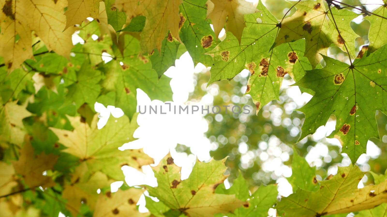 Yellow autumn maple leaves tree branch. Golden fall leaf in forest or woods. by DogoraSun