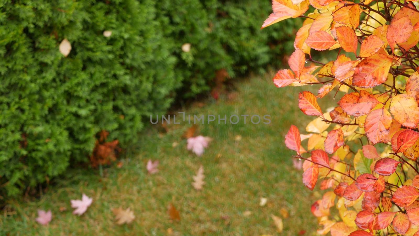 Yellow autumn leaves, orange fall leaf in ornamental garden. Leafage in park. by DogoraSun