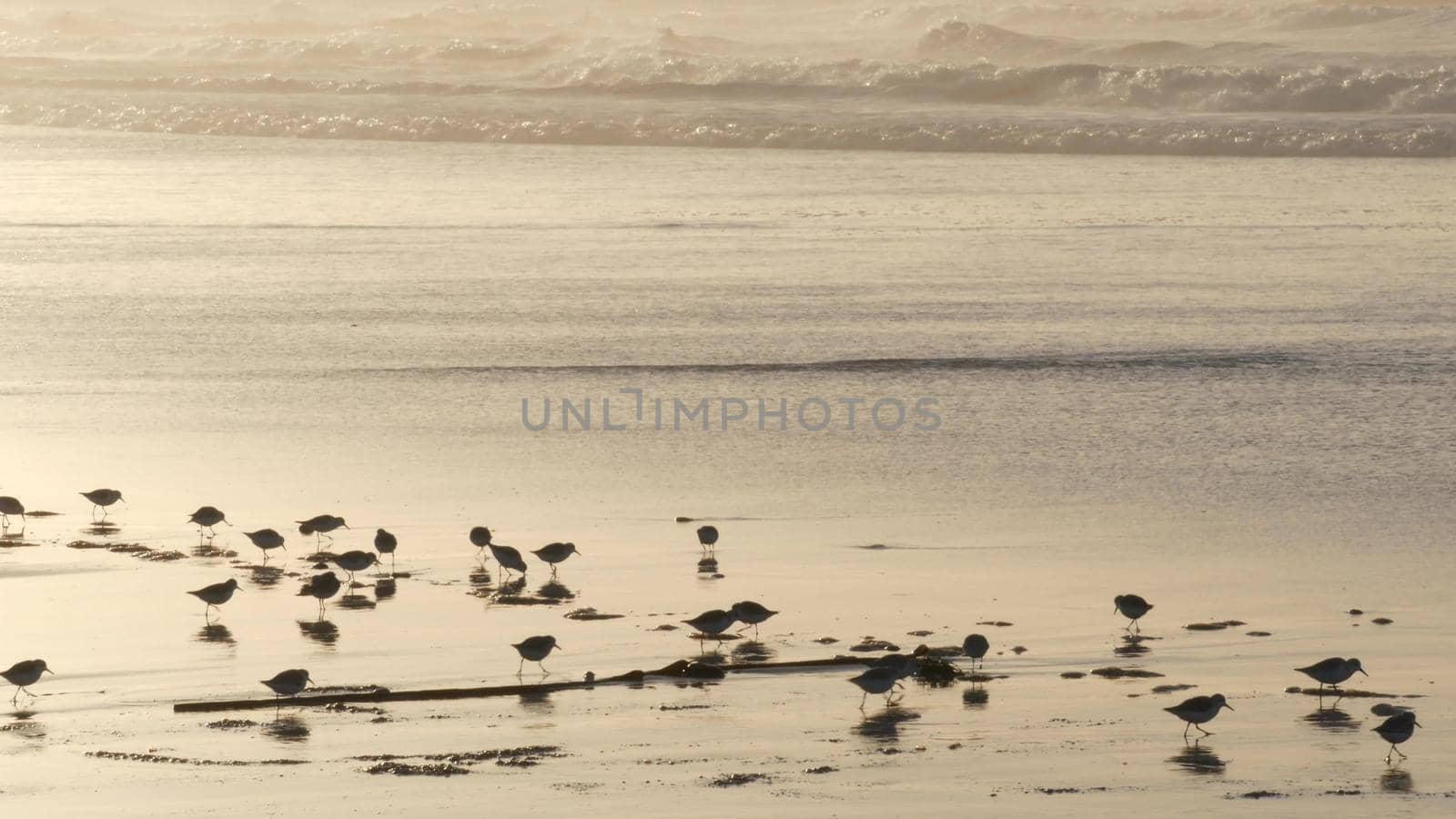 Ocean waves and sandpiper birds run on beach, small sand piper plover shorebird. by DogoraSun