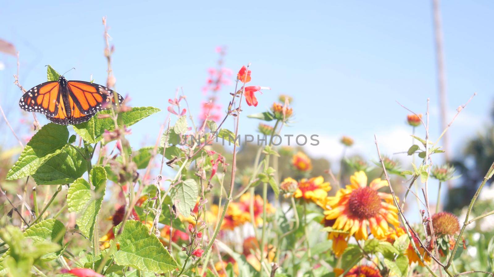 Monarch butterfly on wild flower, wildflowers bloom, garden or medow, spring sky by DogoraSun