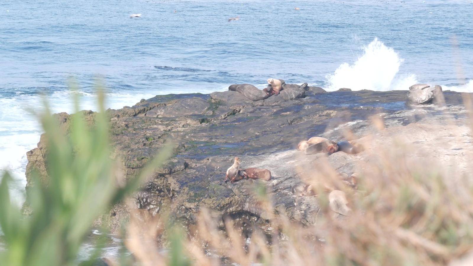 Wild seal rookery, sea lion resting on rocky ocean beach, La Jolla wildlife, San Diego, California coast, USA. Marine animals colony in freedom, herd in natural habitat, water wave by cliff. Greenery.