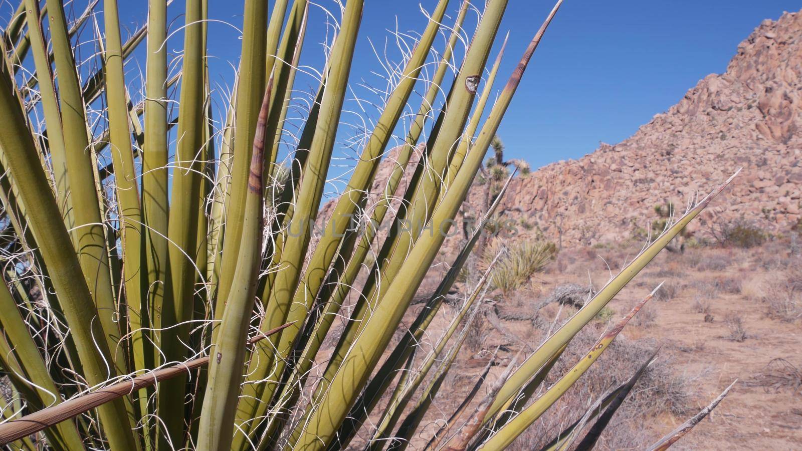 Desert plants, cactus in Joshua tree national park, California valley wilderness by DogoraSun