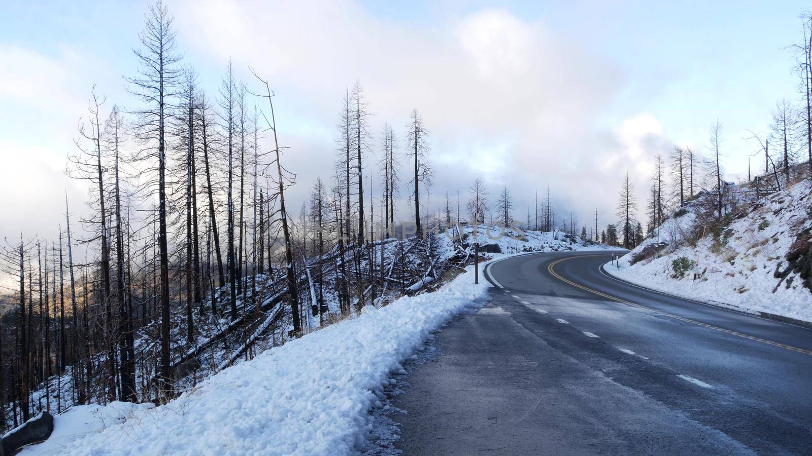 Forest fire aftermath, conflagration, burnt charred pine tree trunks, California by DogoraSun