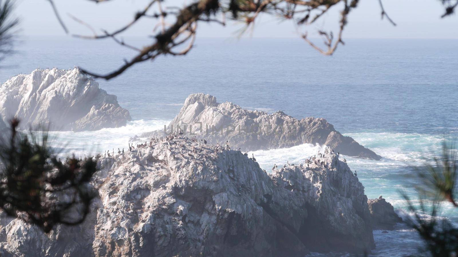 Flock of brown pelicans on cliff, rocky island in ocean, Point Lobos landscape, Monterey wildlife, California coast, USA. Big waves crashing, birds flying. Many pelecanus nesting, wild animals colony.