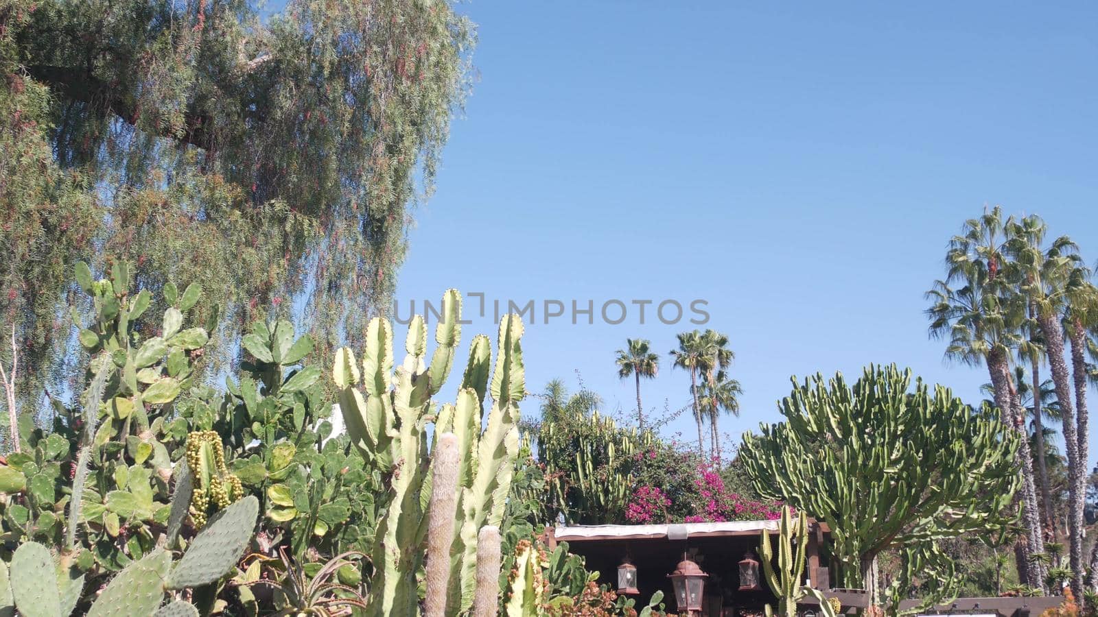 Mexican rural garden. Succulent plants, rustic ranch in California, tall cactus. by DogoraSun