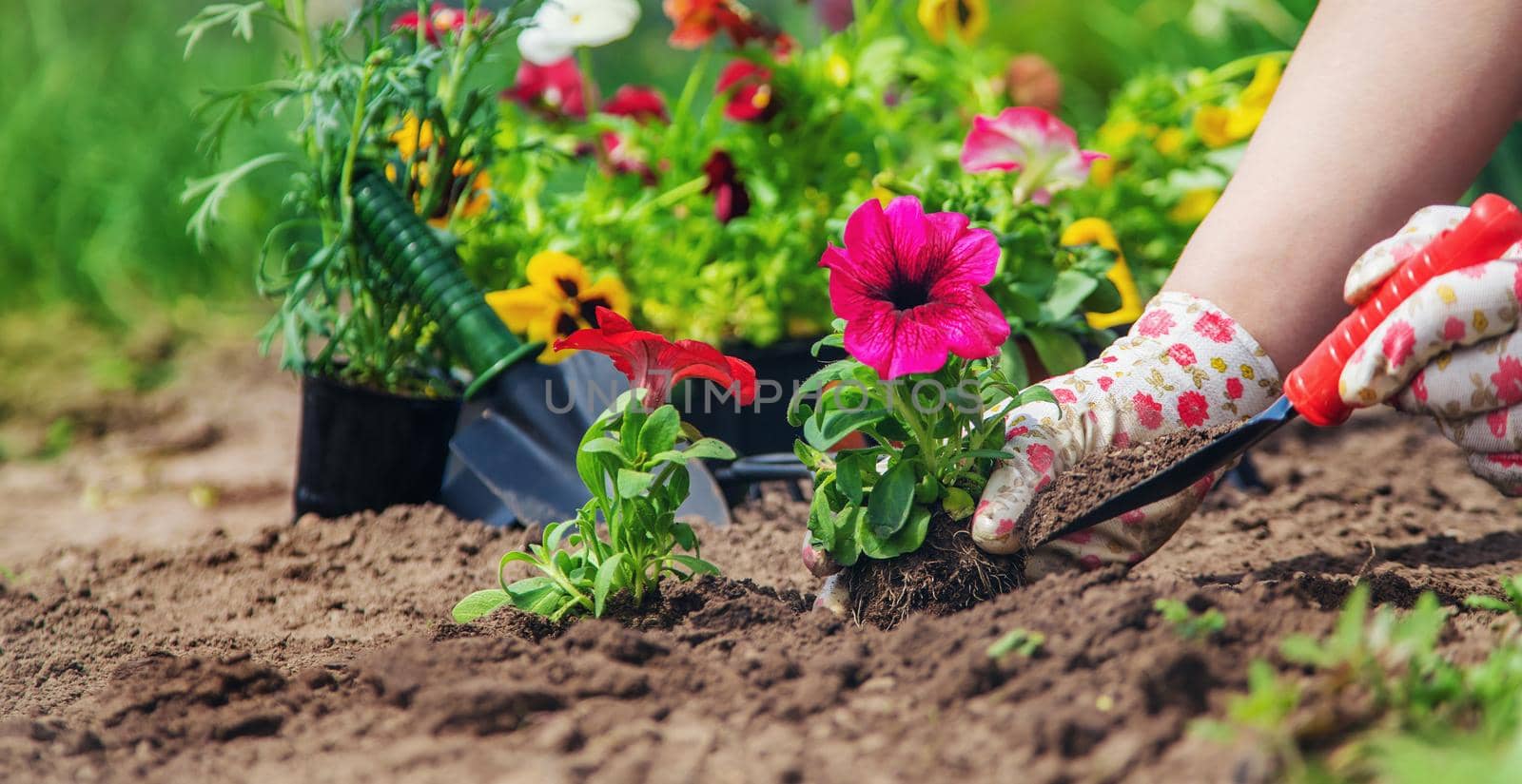 The gardener is planting a flower garden. Selective focus. nature.