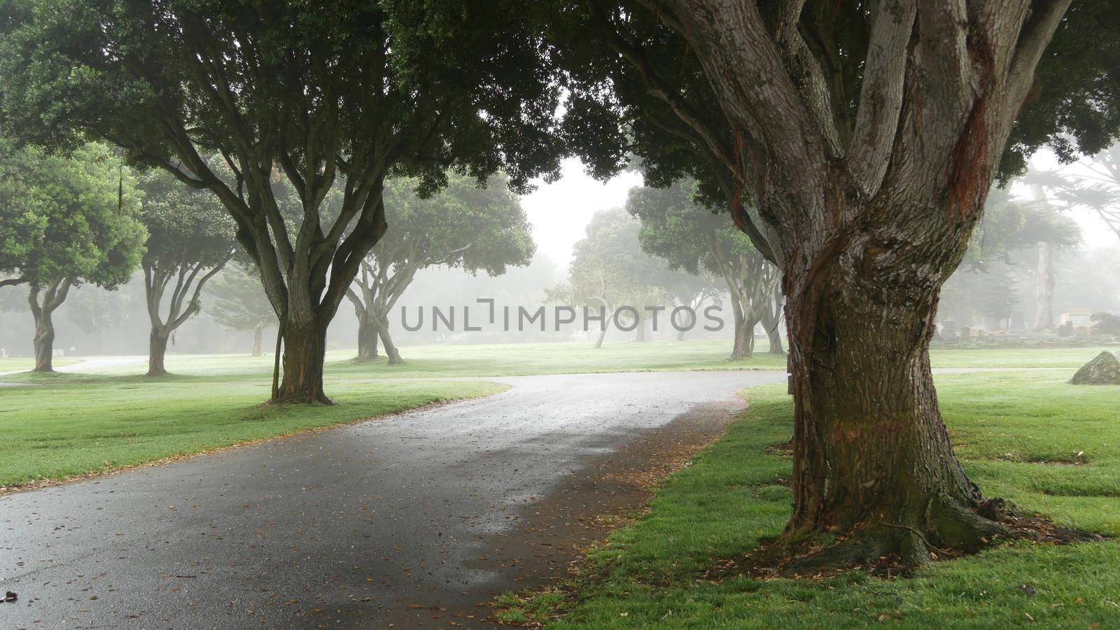 Misty mysterious forest in fog haze. Row of trees in calm foggy rainy weather. by DogoraSun