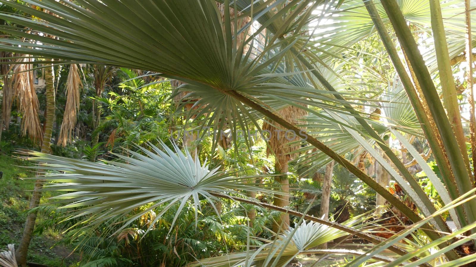 Juicy lush foliage of tropical trees in sunny jungle forest or exotic amazon rainforest, botanical paradise greenery. Leaves of plants. Palm trees of palm canyon trail in sunlight, desert oasis nature