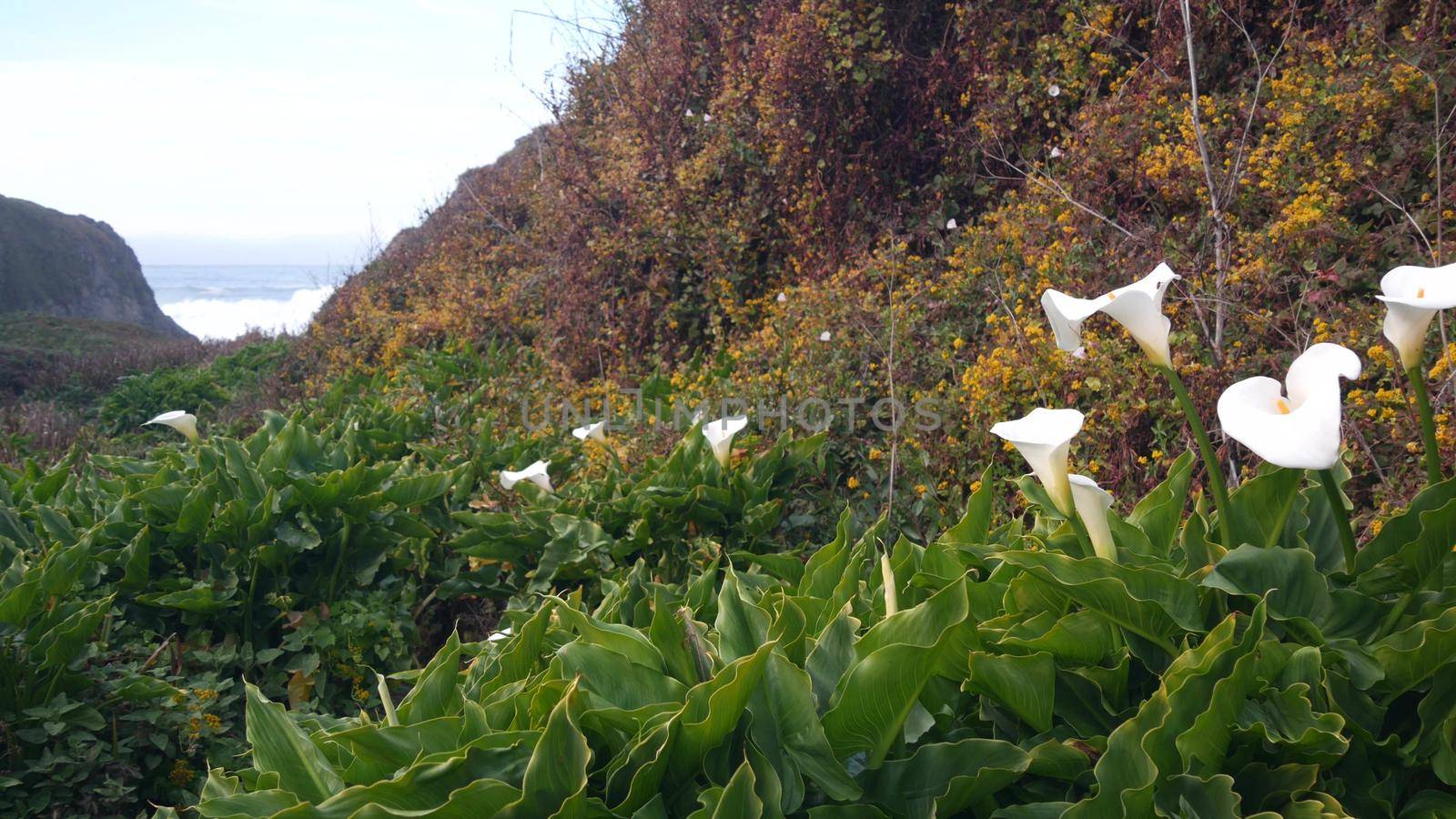 Calla lily valley, Garrapata beach, Big Sur white flower, California ocean coast by DogoraSun