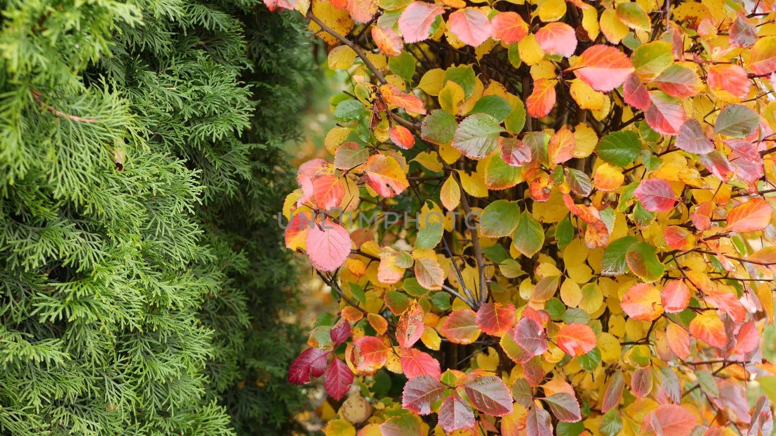 Yellow autumn leaves, orange fall leaf in ornamental garden. Leafage in park in september, october or november. Seasonal colorful foliage. Natural floral background. Trimmed bush or shrub plant wall.