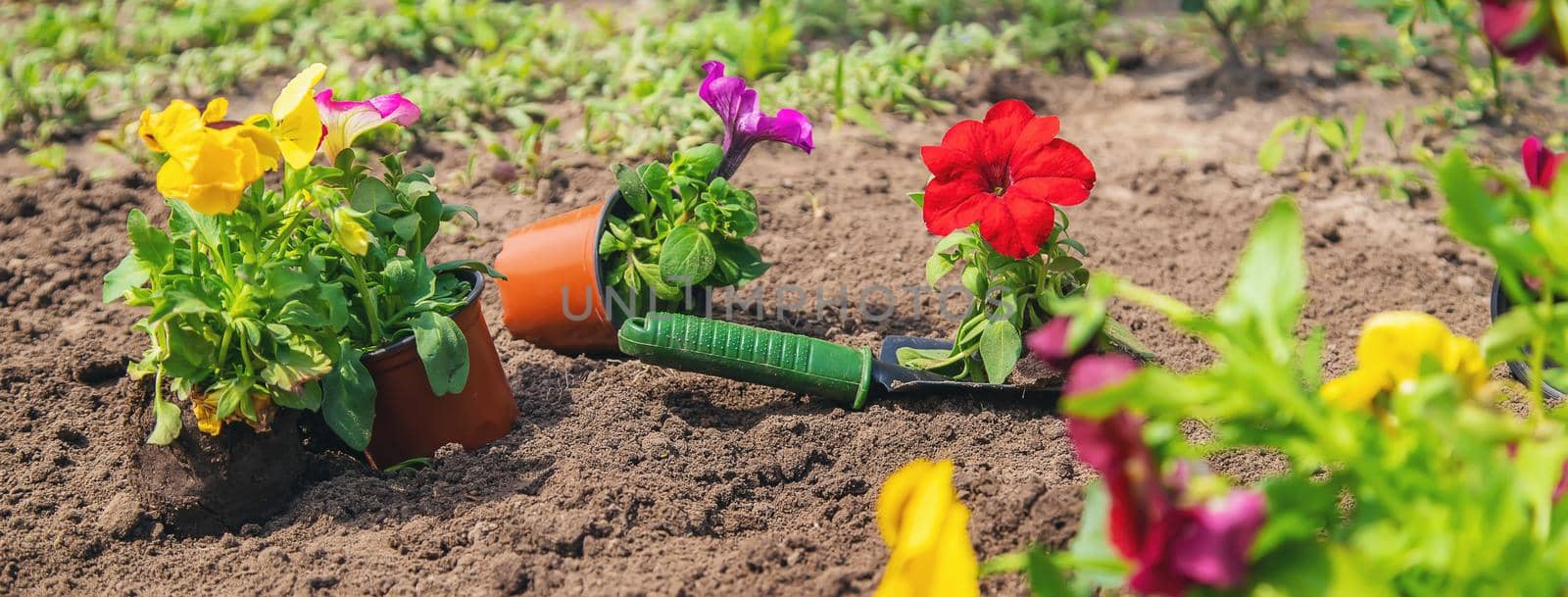 Planting a flower garden, spring summer. Selective focus. by yanadjana