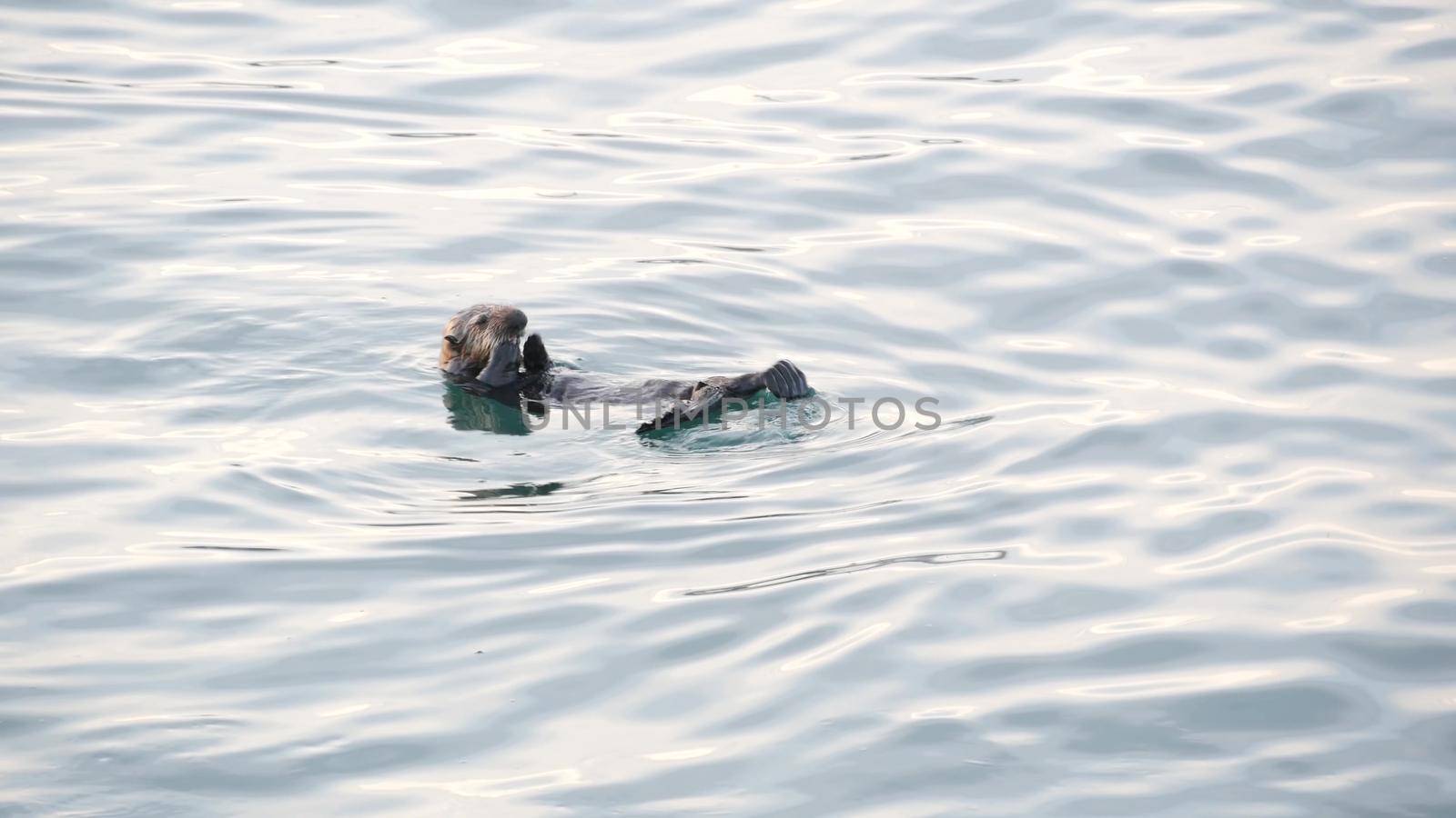 Cute furry sea otter marine mammal, adorable cuddly wild aquatic animal swimming in ocean water, California coast wildlife, USA fauna. Funny small paws or hands.