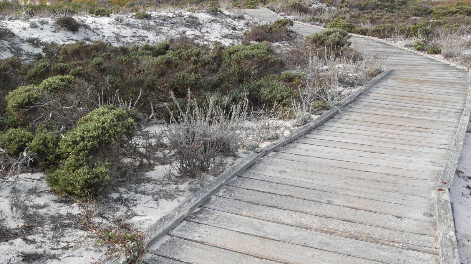 Wooden boardwalk trail, coastal sand dunes in Monterey, 17-mile drive nature, California USA. Footpath, walkway or footway from planks for trekking in wilderness. Tourist route, hiking and ecotourism.