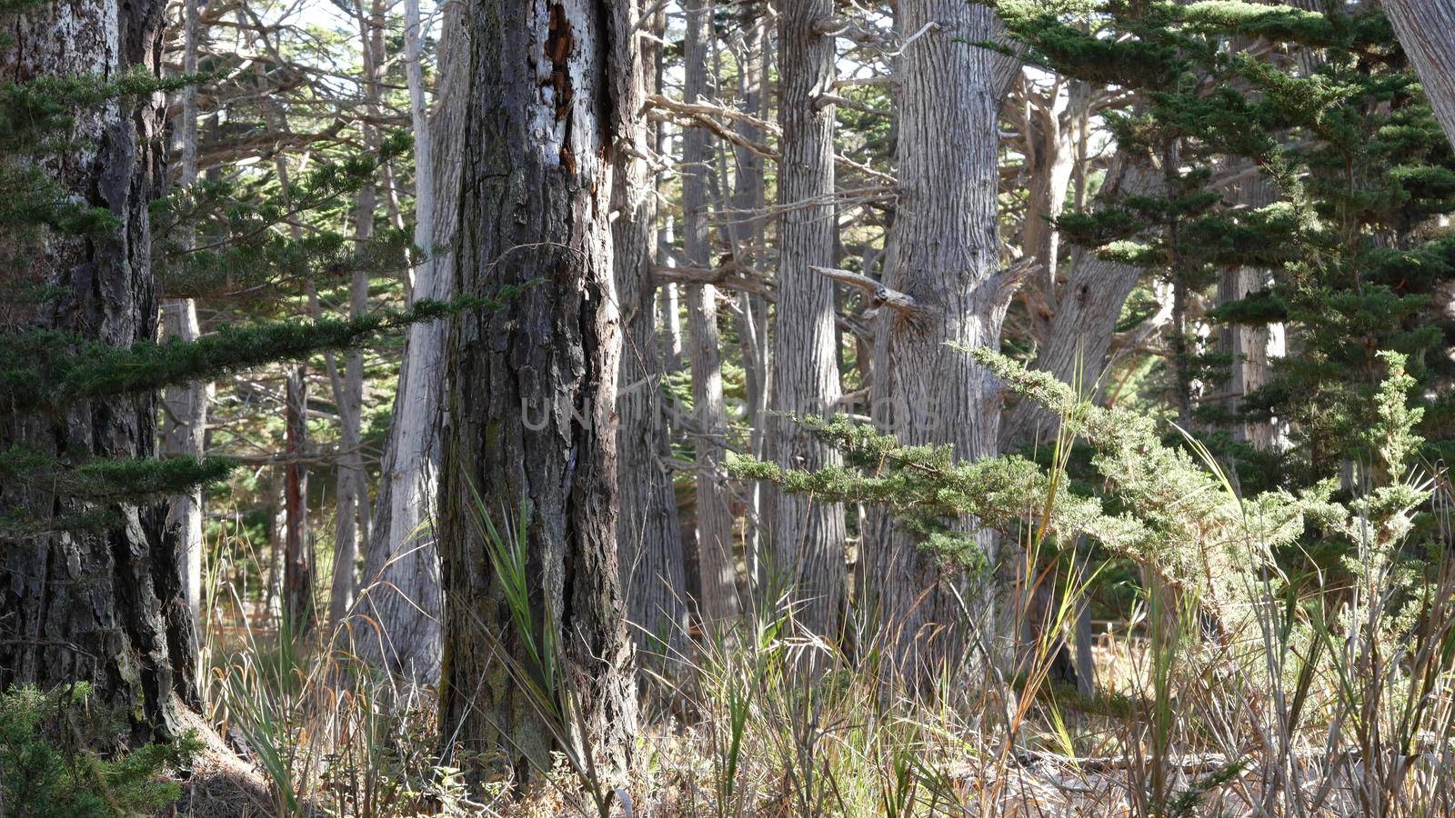 Cypress tree forest, coniferous evergreen pine woodland, grove or woods, deep thicket. 17-mile drive scenic road, Monterey peninsula, California, USA. Pacific coast highway tourist route near Big Sur.