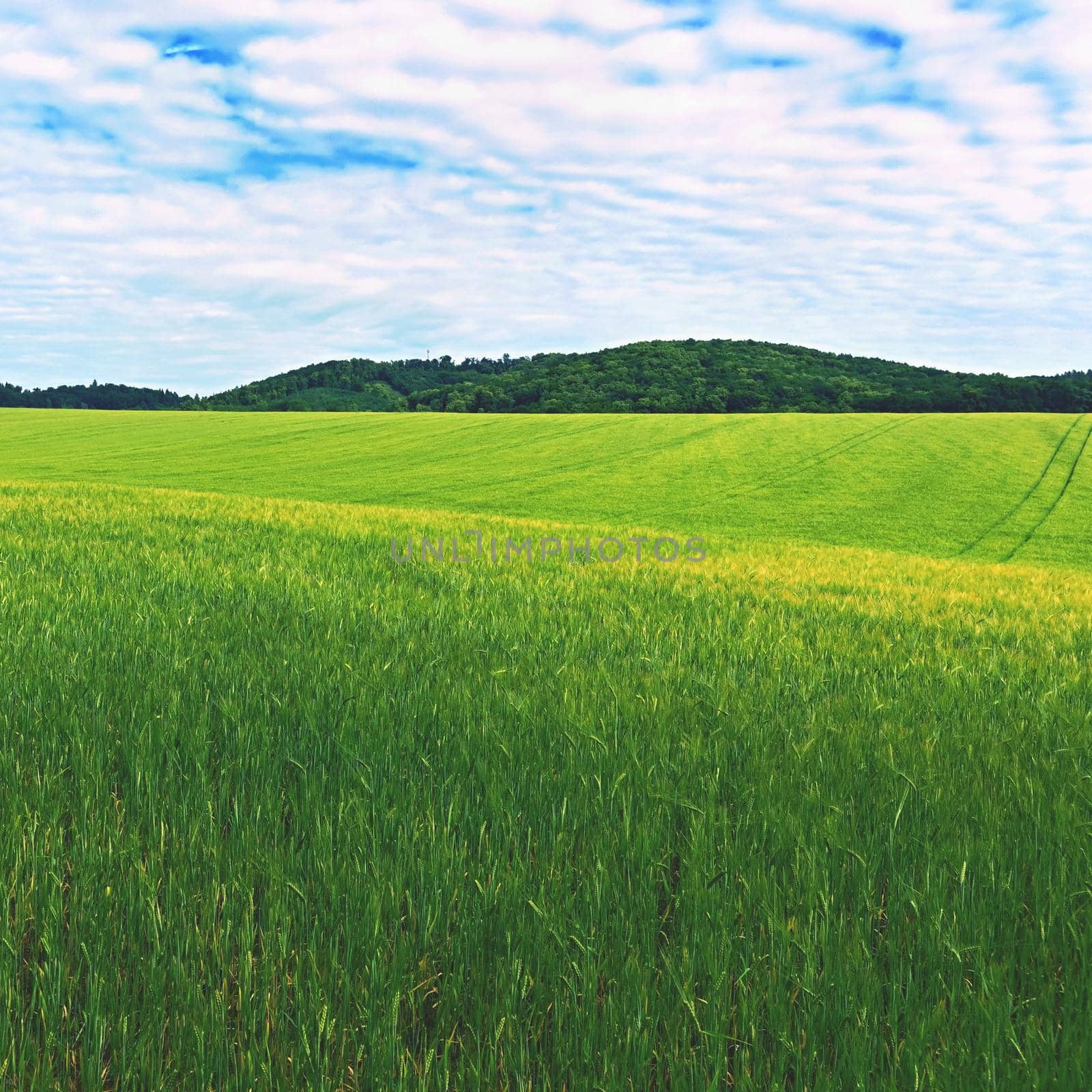 Landscape with field in spring time. Concept for agriculture and nature. Green grain with sky.