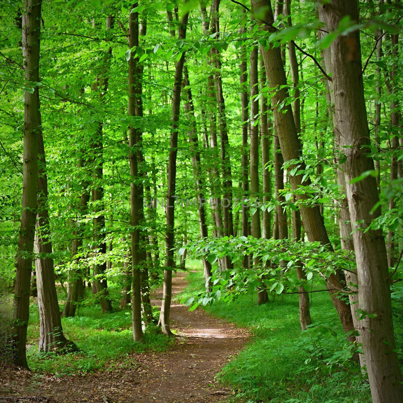 Nature - relaxation and meditation for mental health. Green spring forest. Natural colorful background in deciduous forest with trees. by Montypeter