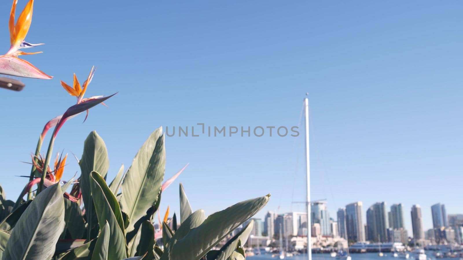 Yachts in marina, downtown city skyline, San Diego cityscape, California, USA. by DogoraSun