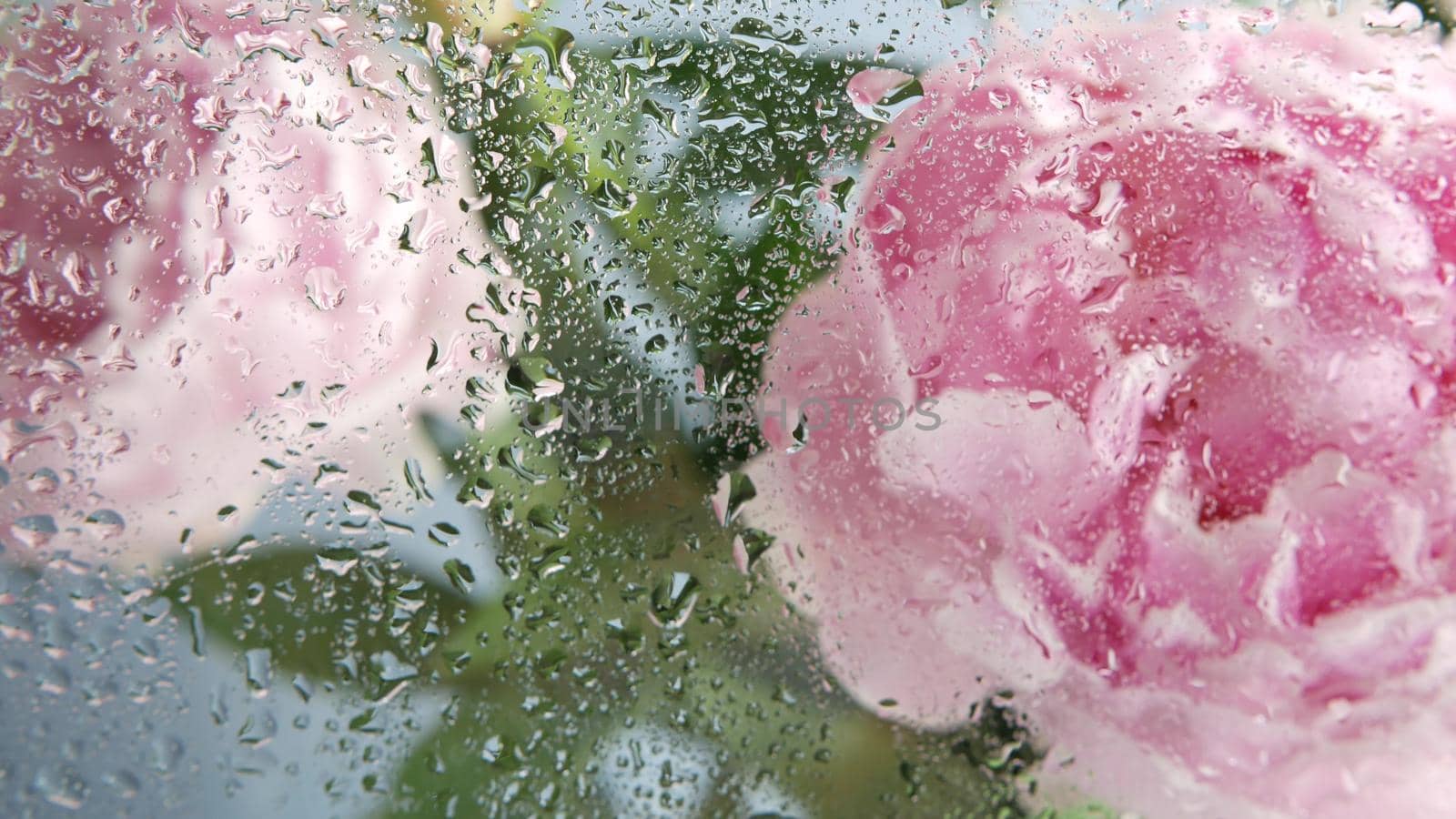 Water rain drops, wet window glass, peony flower bloom. Botanical floral blossom by DogoraSun