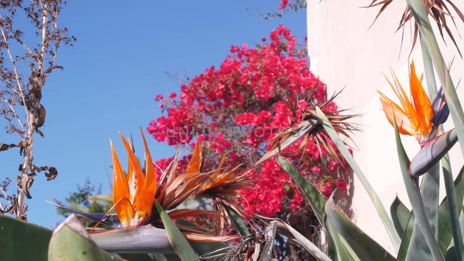 Vivid pink bougainvillea and crane flower bloom in garden, orange strelitzia or bird of paradise blossom. Crimson inflorescence of ornamental houseplant. Floriculture and gardening in California.
