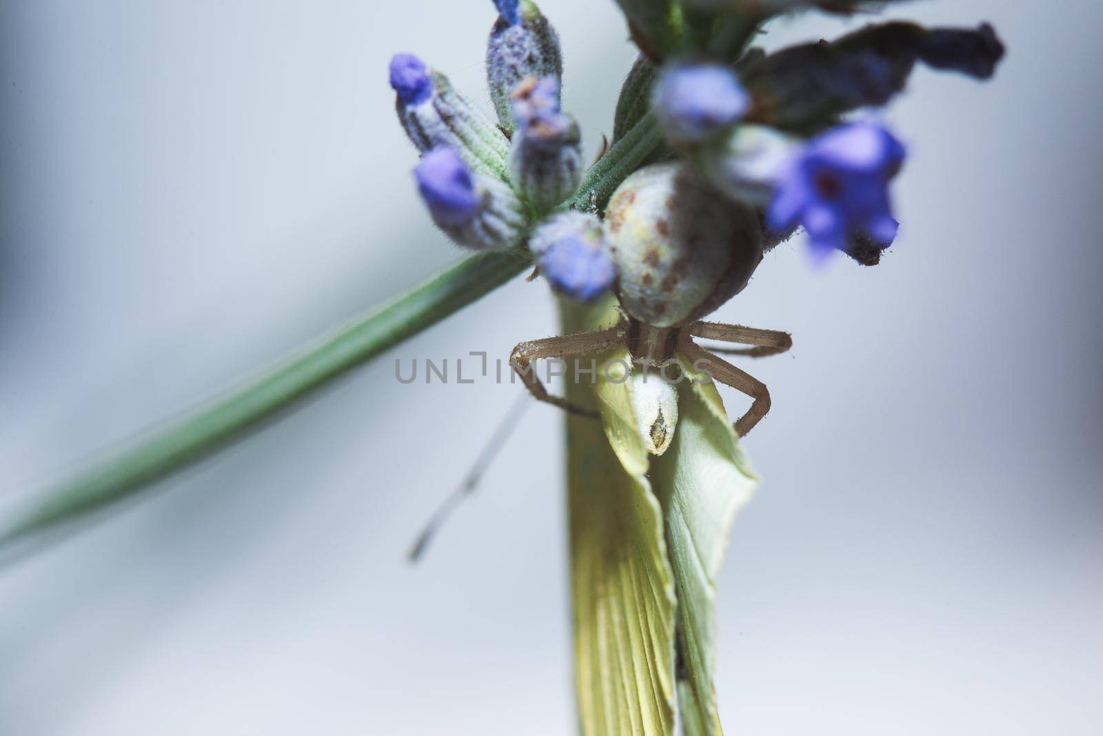 a crab spider is eating a white cabbage butterfly, sitting on a flower.