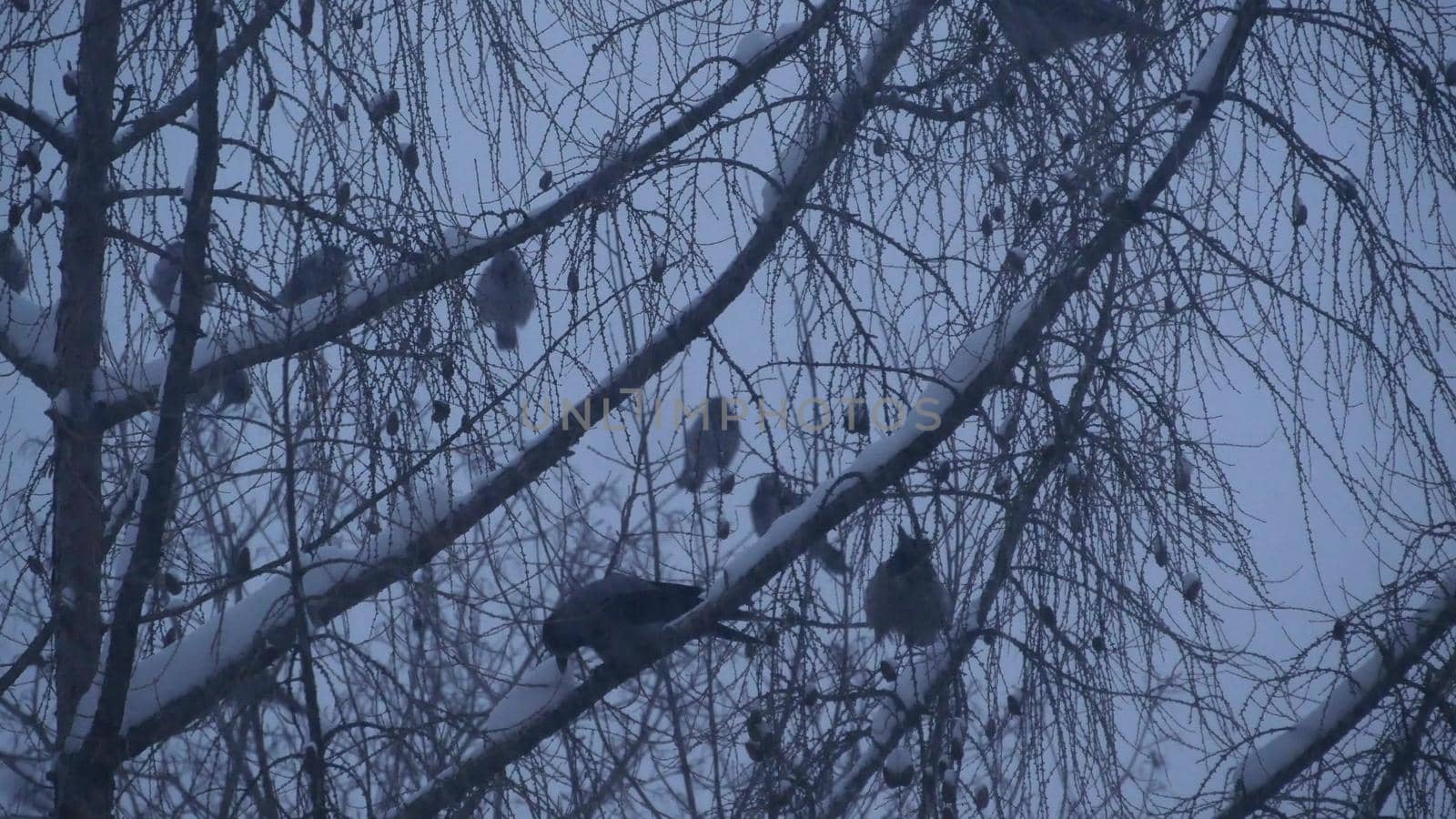 Black raven birds flock, bare leafless branch, many dark crows on tree in winter by DogoraSun