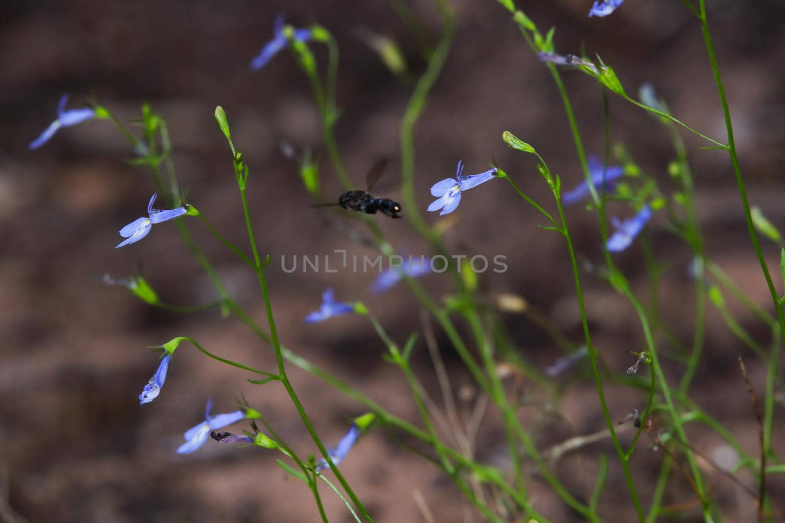 Natural wiry lobelia wildflowers (Lobelia setacea) with Insect flying by, Mossel Bay, South Africa