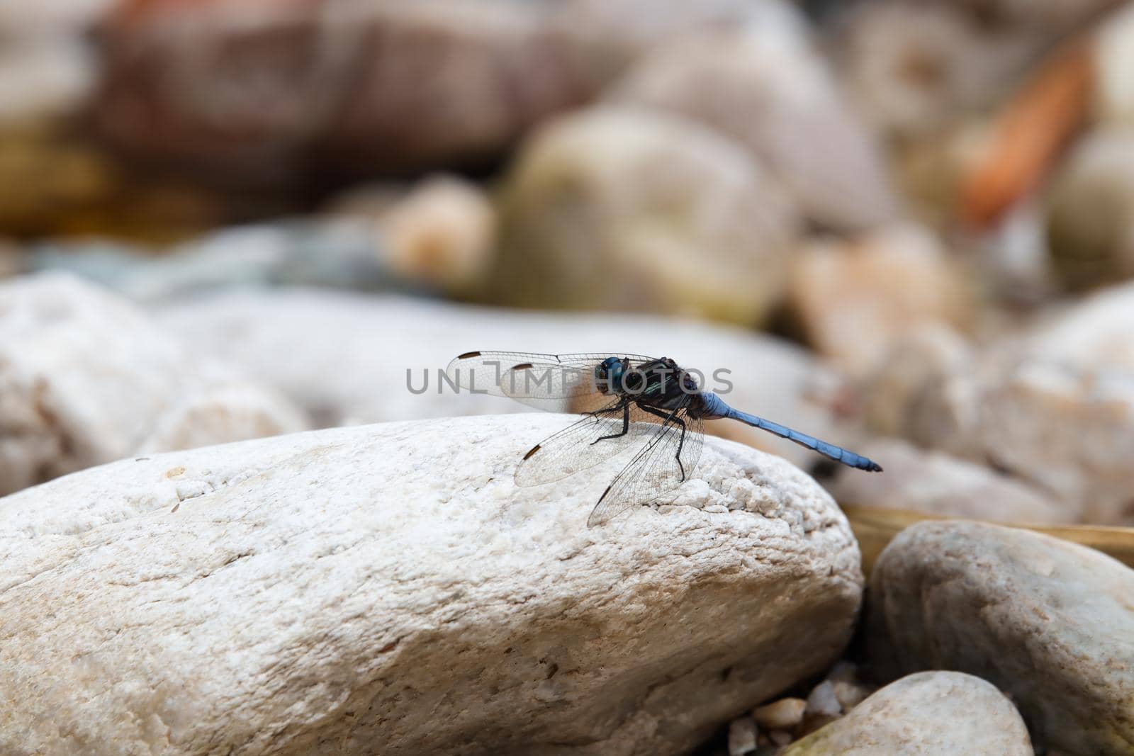 Cape skimmer dragonfy (Orthetrum julia capicola) on white river rock, Mossel Bay, South Africa