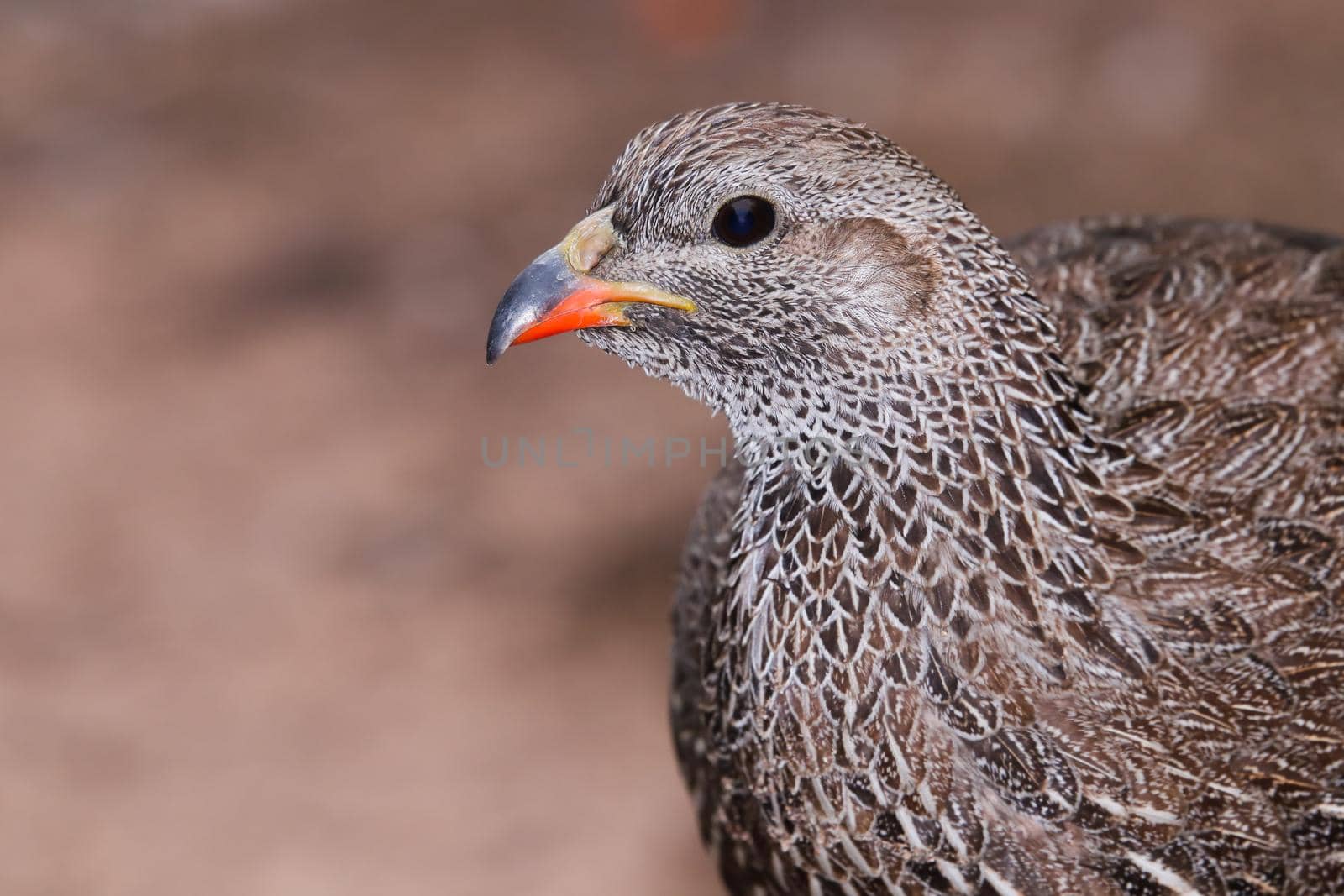 Cape spurfowl bird (Pternistis capensis) head portrait close-up, Mossel Bay, South Africa