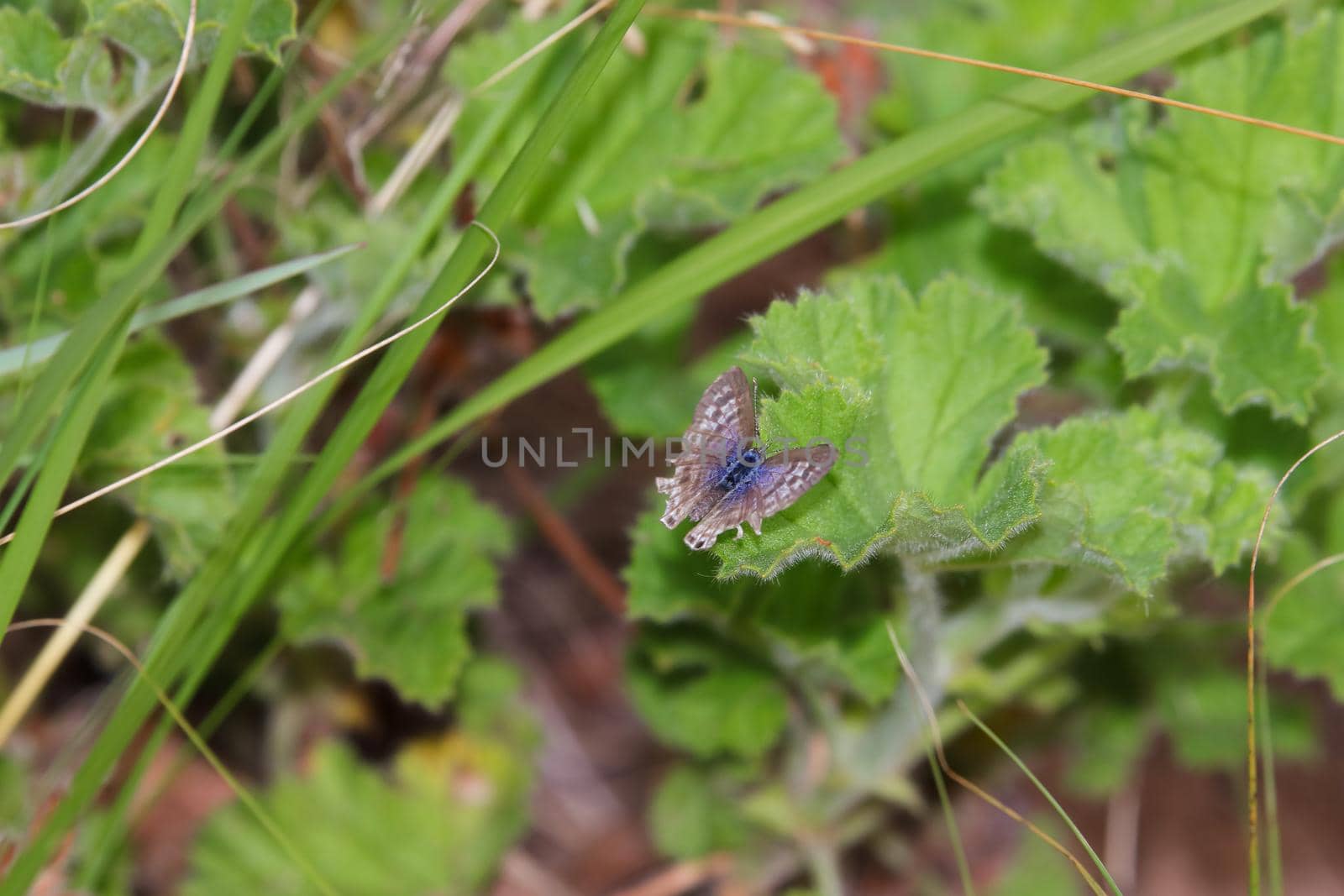 Common Hairtail Butterfly With Damaged Wings (Anthene definita) by jjvanginkel