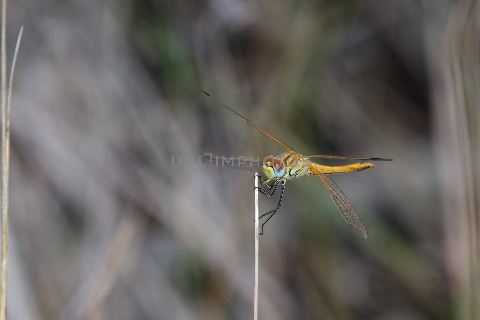 Female epaulet skimmer dragonfly (Orthetrum chrysostigma) perched on grass twig, Mossel Bay, South Africa