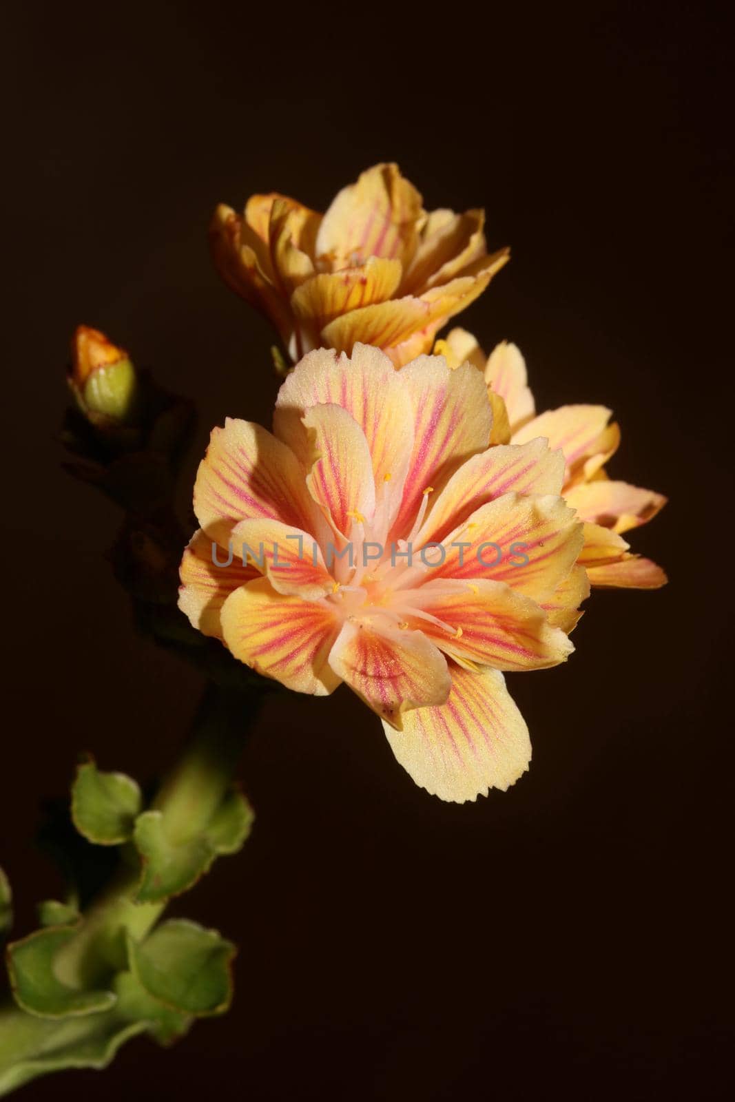 Flower blossoming close up modern botanical background lewisia cotyledon family montiaceae big size high quality prints home decoration