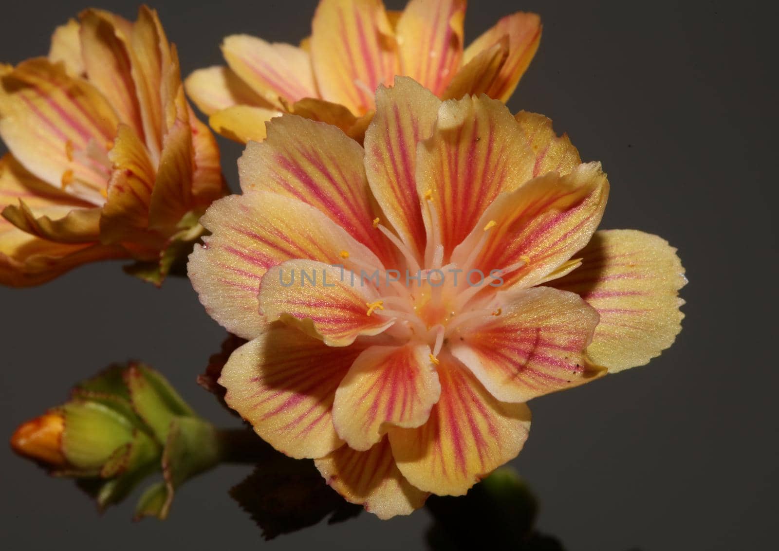 Flower blossoming close up modern botanical background lewisia cotyledon family montiaceae big size high quality print home decoration by BakalaeroZz