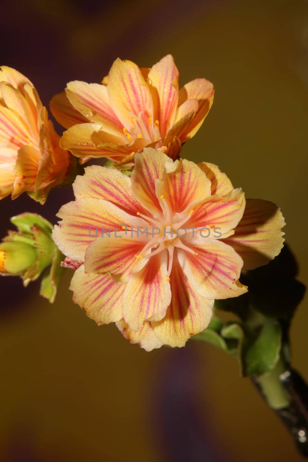 Flower blossoming close up modern botanical background lewisia cotyledon family montiaceae big size high quality prints home decoration