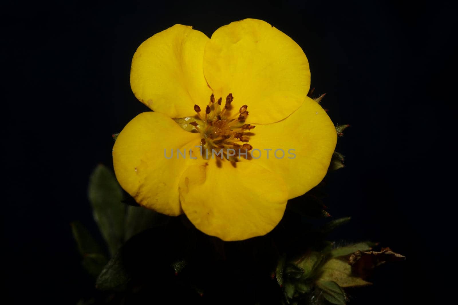 Yellow flower blossom close up botanical background big size high quality prints dasiphora fruticosa family thymelaeaceae wall poster by BakalaeroZz