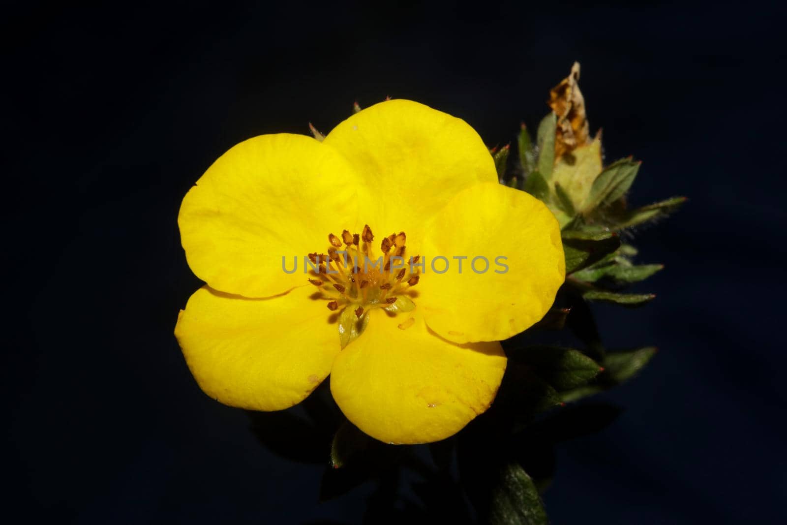 Yellow flower blossom close up botanical background big size high quality prints dasiphora fruticosa family thymelaeaceae wall poster by BakalaeroZz