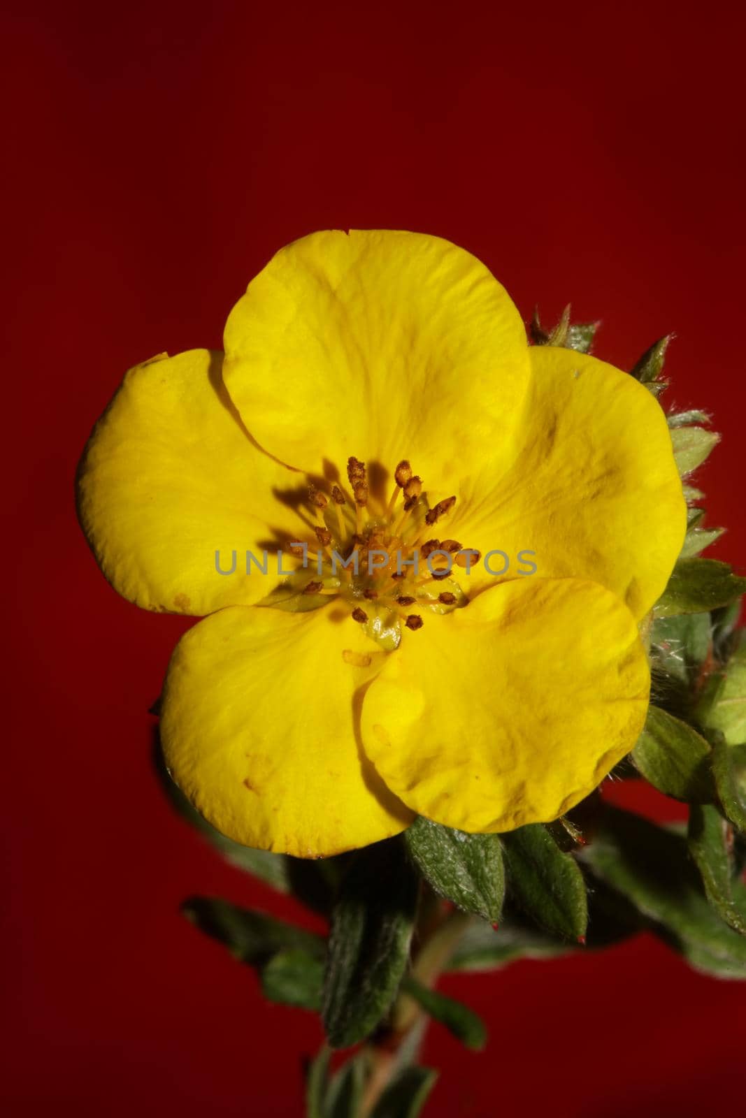 Yellow flower blossom close up botanical background big size high quality prints dasiphora fruticosa family thymelaeaceae wall posters