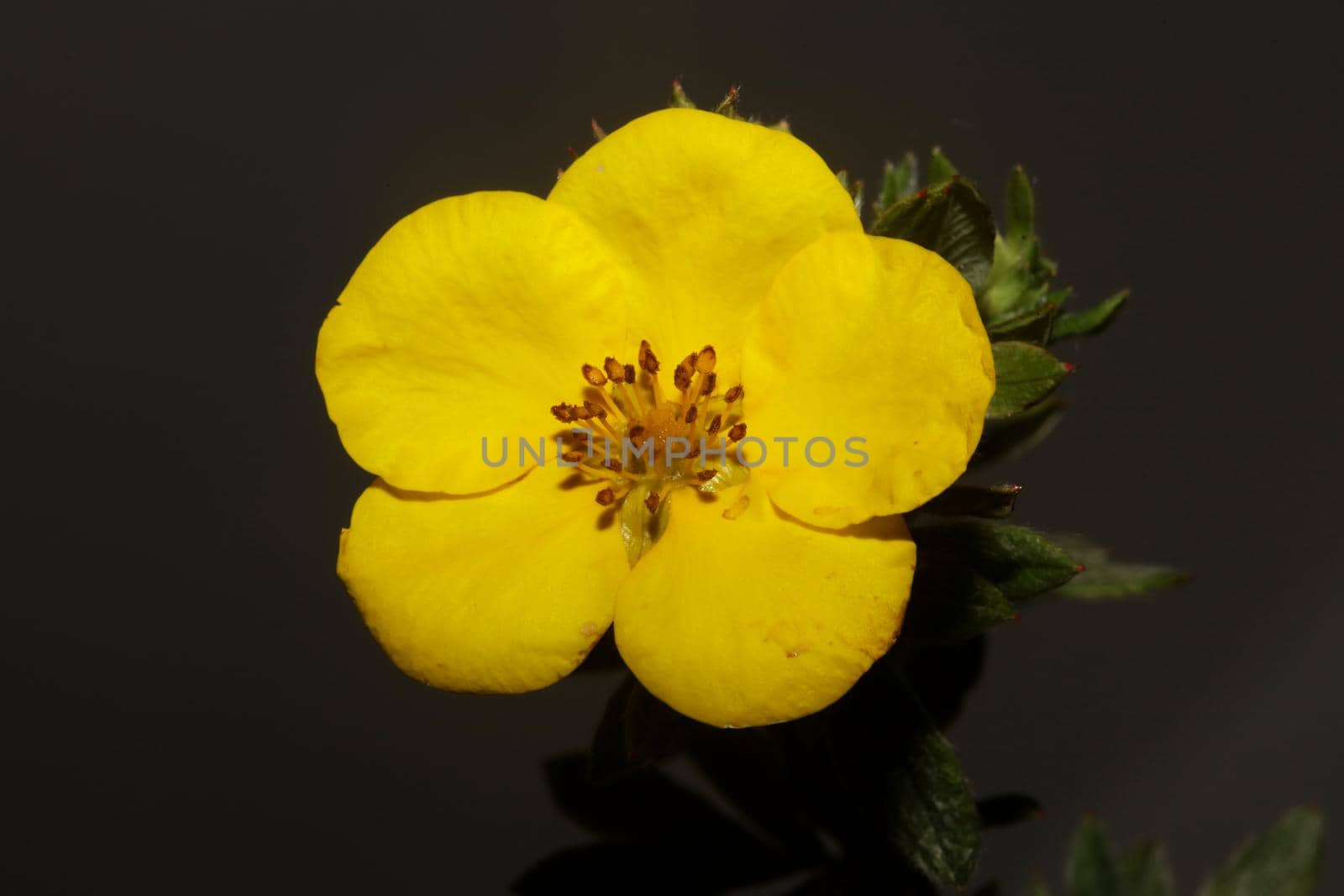 Yellow flower blossom close up botanical background big size high quality prints dasiphora fruticosa family thymelaeaceae wall poster by BakalaeroZz